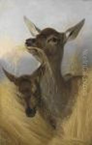 A Red Deer And Faun In A Field Of Oats by Richard Ansdell