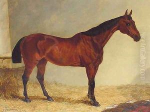 Gypsy, Bay Horse in a Stable