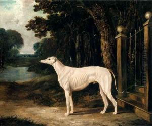 Vandeau, A White Greyhound by John Frederick Herring Snr