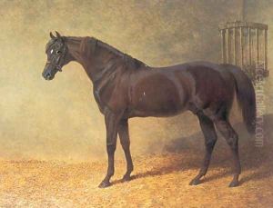 Chestnut Colt Gladiator in Stable 1844