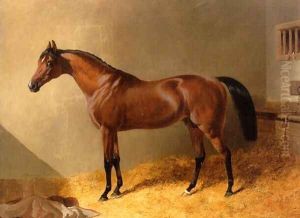 Bay Stallion in Stable