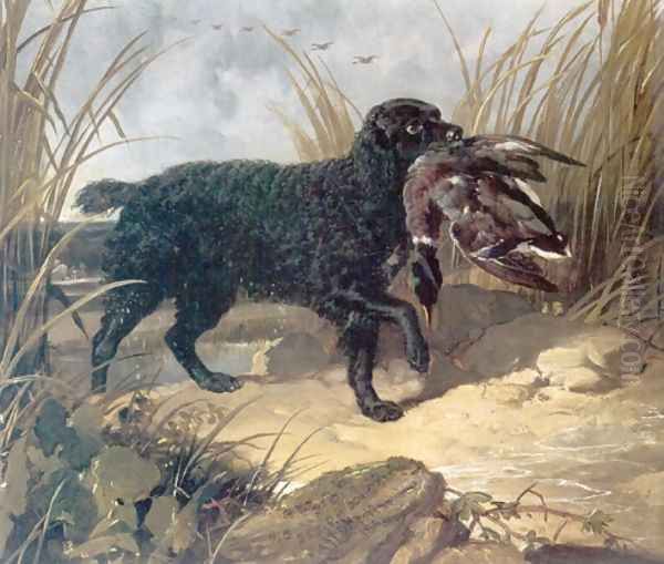 Irish Water Spaniel Retrieving a Duck - view 1
