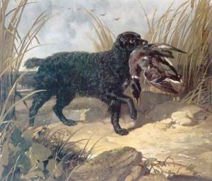 Irish Water Spaniel Retrieving a Duck Irish Water Spaniel Retrieving a Duck