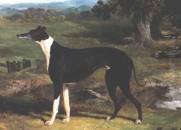 Greyhound - view 1