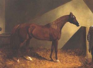 Chestnut Racehorse In Stall