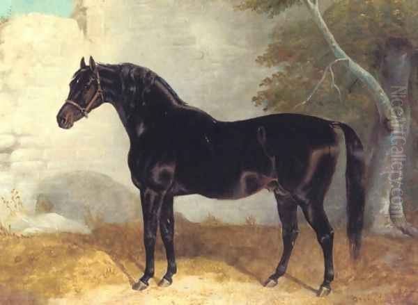 Dark Bay Racehorse in Courtyard - view 1
