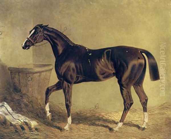 Camarine a Chestnut Racehorse in Stable - view 1