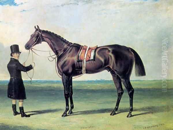 Bay Colt Chorister 1831 - view 1