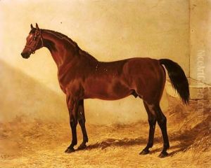 Glaucus, a bay racehorse in a stable