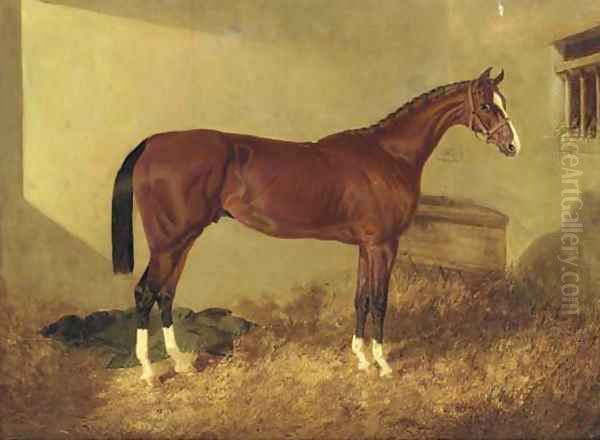 Aristides, a bay colt, in a loosebox - view 1