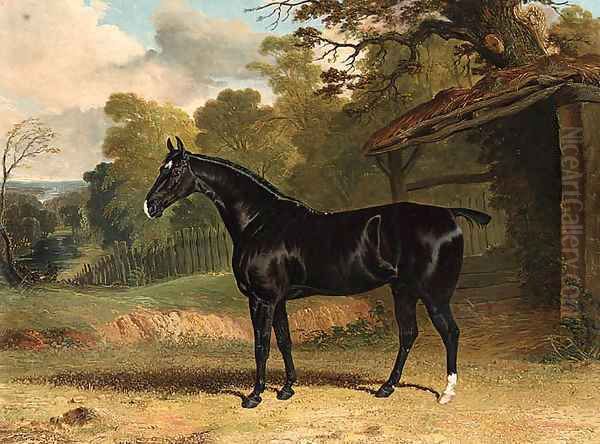 Black Tom, a black hunter, beside a stable, in a wooded river landscape - view 1