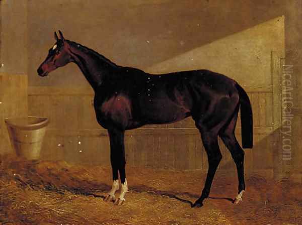 Lucetta, a bay racehorse in a stable - view 1