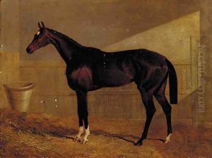 Lucetta, a bay racehorse in a stable