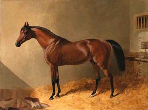 Pacolet, A Bay Stallion, in a Stable