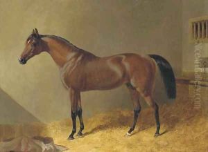 Pacelot, a bay stallion, in a stable
