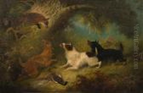 A Fox Cornered Up A Tree By Threeterriers - view 1