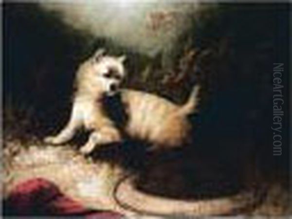 Terriers At Play - view 1