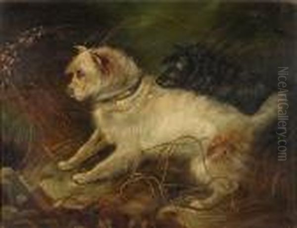 Terriers Ratting - view 1