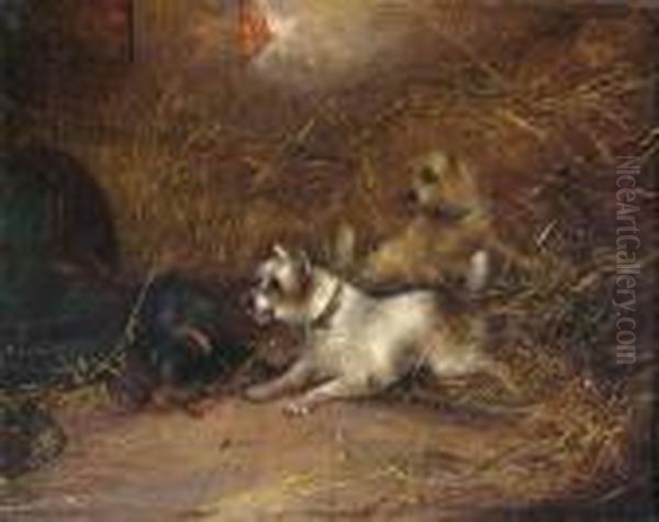 Terriers Ratting - view 1