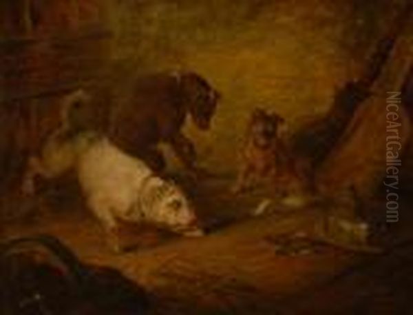 Terriers Ratting - view 1