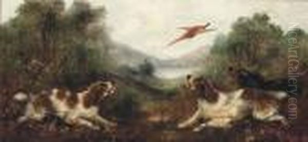 Spaniel Putting A Pheasant Up - view 1