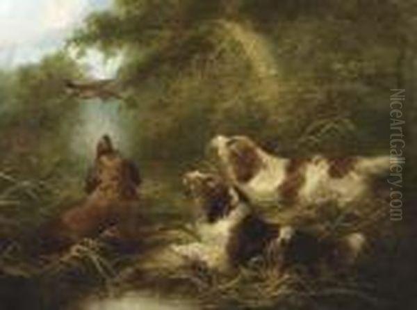 Spaniels Flushing Out A Pheasant - view 1
