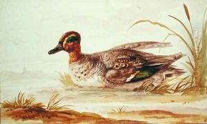 Teal on the water by Jan Van Huysum