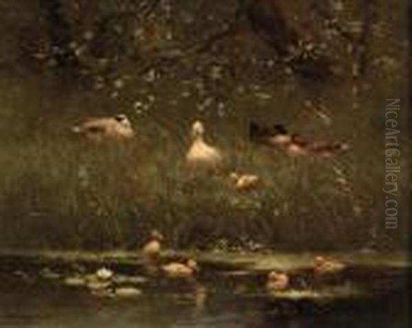 The First Swim - view 1