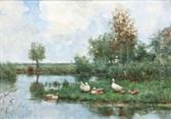 Eenden En Kuikens Aan De Waterkant - view 1