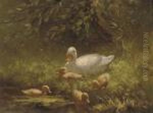 Mother Duck And Her Ducklings - view 1