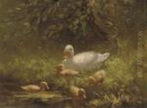Mother Duck And Her Ducklings Mother Duck And Her Ducklings