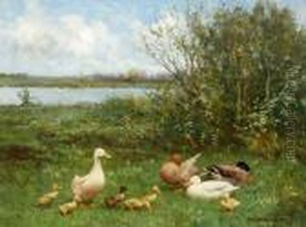 Eendenfamilie - view 1