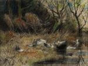 Ducks In The Grass By The Edge Of A Ditch