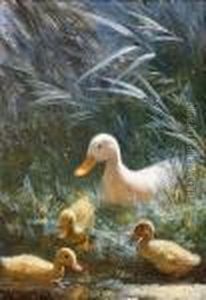 Entenmutter Mit Drei Kuken Am Ufer Eines Teiches