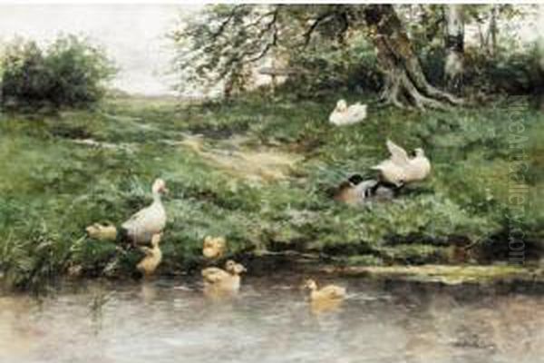 Ducks And Ducklings On The River Bank - view 1