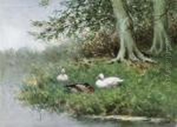 Ducks Resting On A Riverbank - view 1