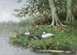 Ducks Resting On A Riverbank Ducks Resting On A Riverbank