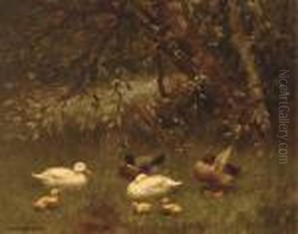 Ducks And Ducklings In The Shade Of A Tree - view 1
