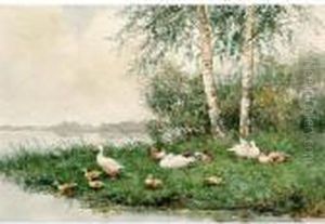 Duck With Ducklings Near The Waterside