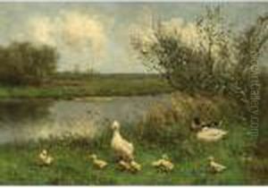 Duck With Ducklings Near The Waterside