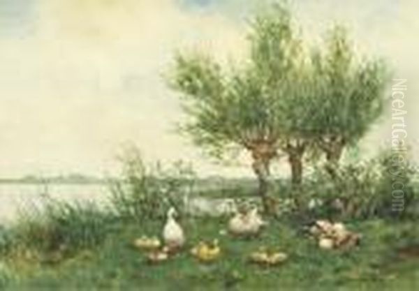 Ducks With Ducklings On A Riverbank - view 1