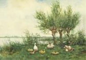 Ducks With Ducklings On A Riverbank
