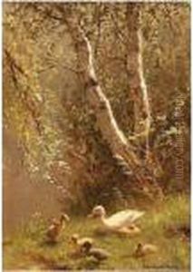 A Duck With Her Ducklings Near Birchtrees