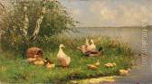 Ducks And Ducklings On A Sunlit Riverbank - view 1