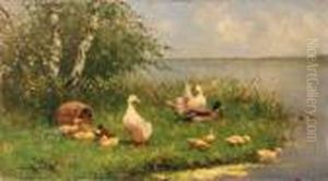 Ducks And Ducklings On A Sunlit Riverbank