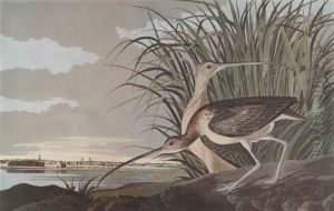 Long-billed Curlew by John James Audubon