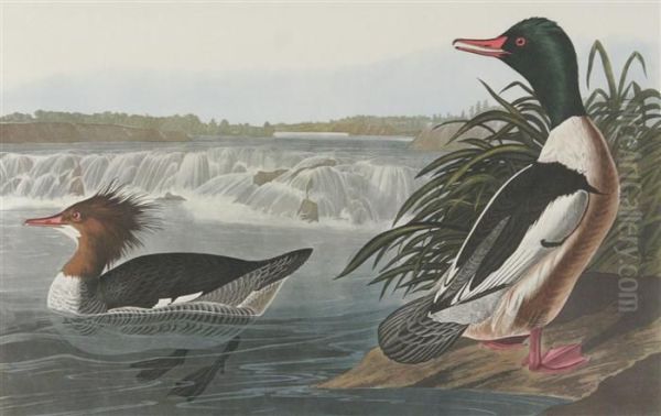 Goosander - view 1