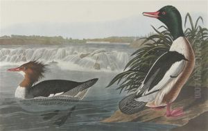 Goosander