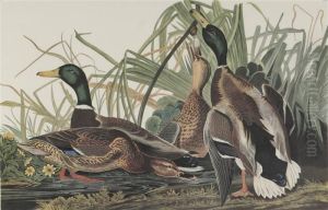 Canvased-back Duck by John James Audubon