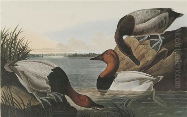 Mallard Duck - view 1